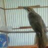 Foto: Dijual Burung Cucak Rowo Medan Jenis Ropel